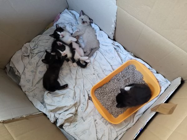 Regalo gattini