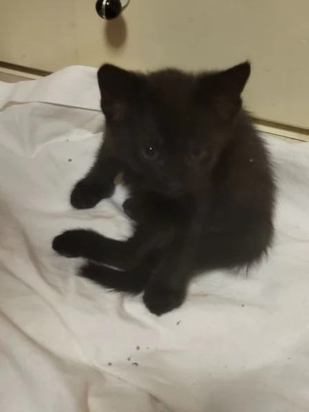 Regalo gattini | Foto 0