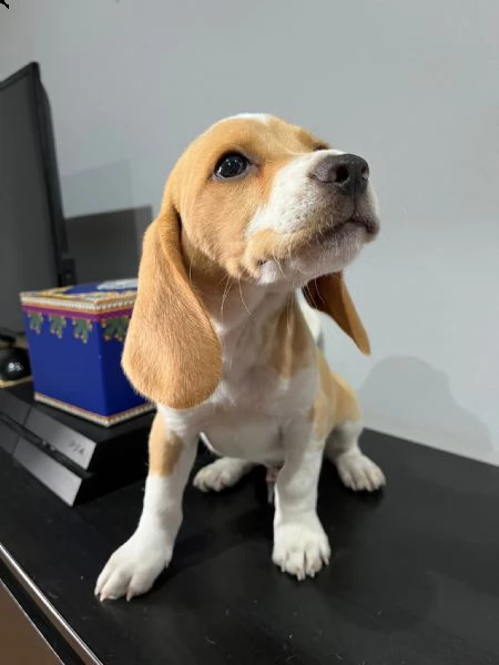 ultimo cucciolo di beagle  | Foto 3