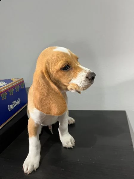 ultimo cucciolo di beagle  | Foto 2