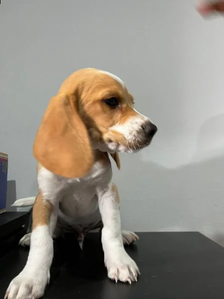 ultimo cucciolo di beagle  | Foto 1