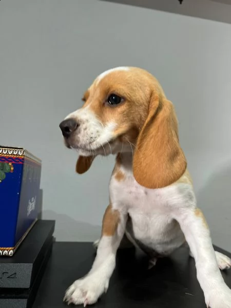 ultimo cucciolo di beagle  | Foto 0