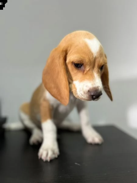 ultimo cucciolo di beagle 