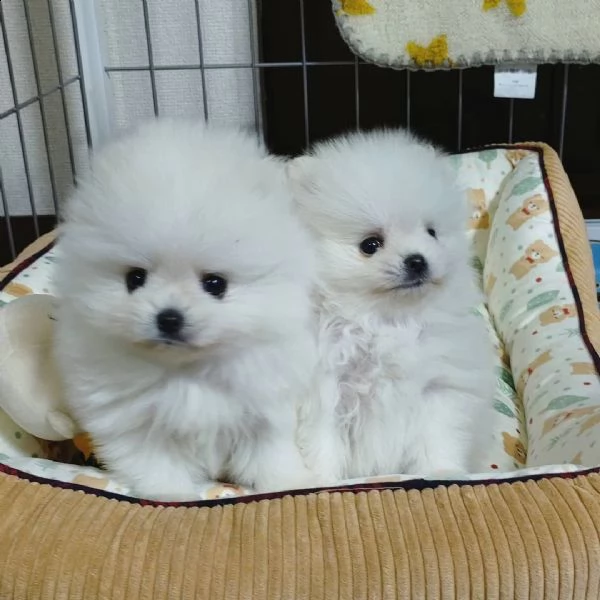pome cane 
