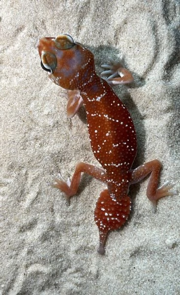 geco nephrurus levis | Foto 2