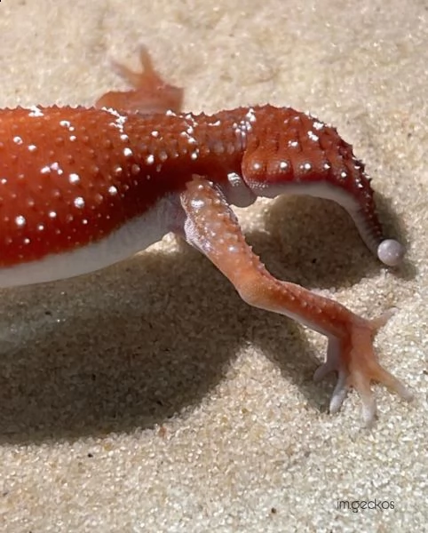 geco nephrurus levis | Foto 0
