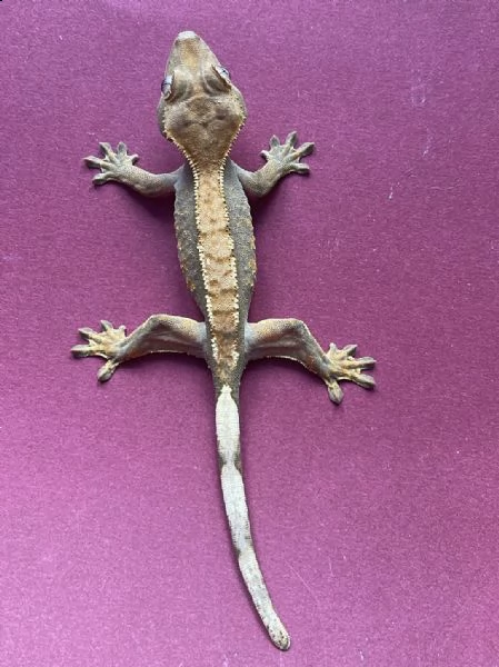geco ciliatus | Foto 1