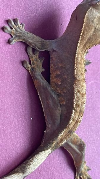 geco ciliatus | Foto 0