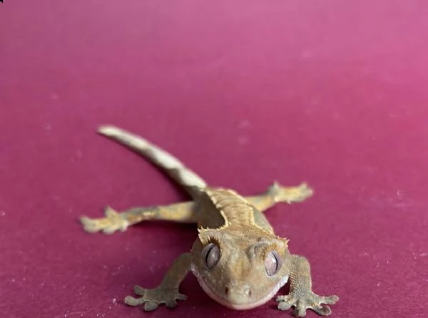geco ciliatus