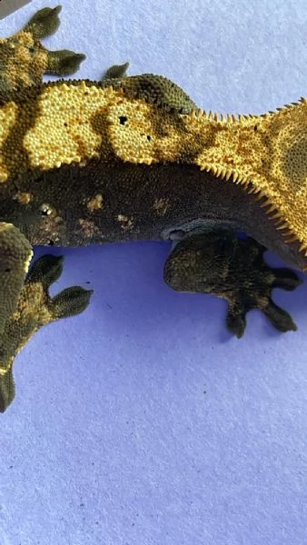 geco leopardino | Foto 1