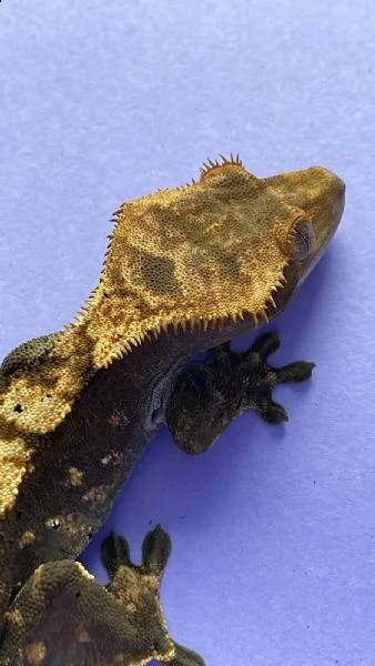 geco leopardino | Foto 0