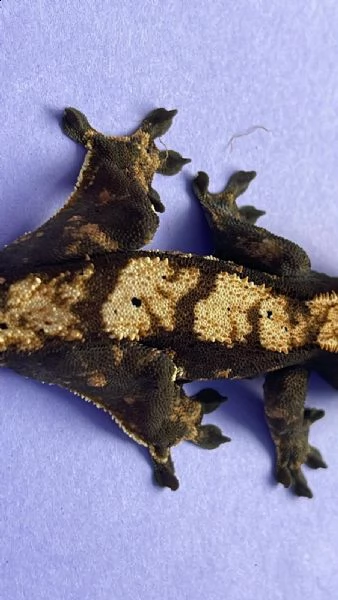 geco leopardino