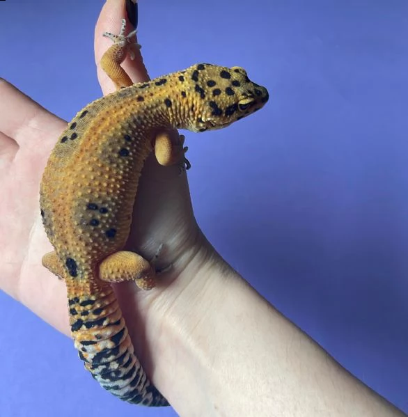 vendo geco leopardino (incinta)