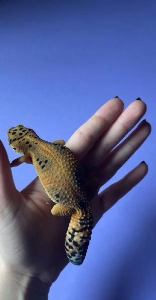 vendo geco leopardino (incinta) | Foto 1