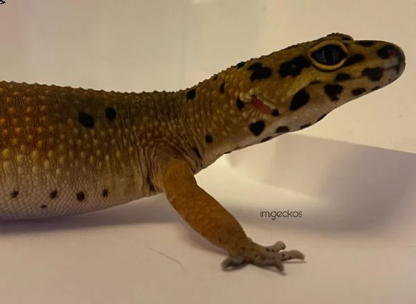 vendo geco leopardino (incinta) | Foto 0