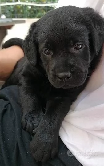 labrador nero maschio e femmina 