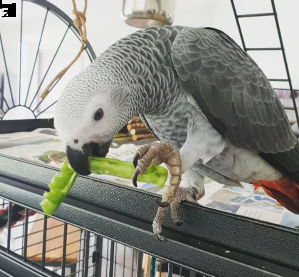 pappagallo grigio