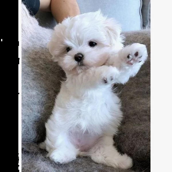 cuccioli maltesi di qualit 34631716322