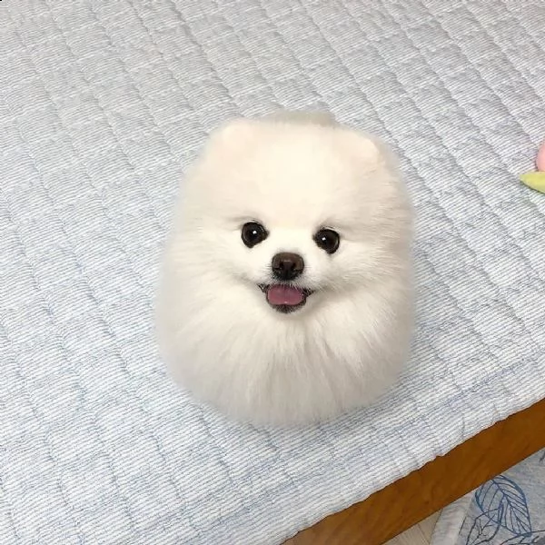 disponibili cuccioli di pomerania con tazza da tè bianca
