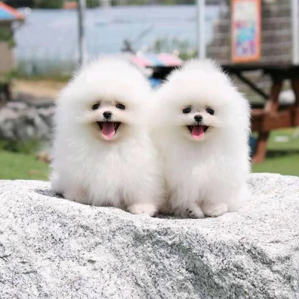 disponibili cuccioli di pomerania con tazza da tè bianca | Foto 1