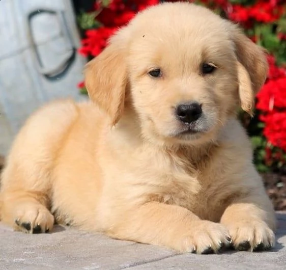meravigliosa cuccioli di golden retriever
