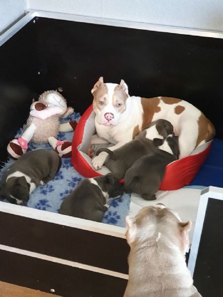 cuccioli di pitbull | Foto 4