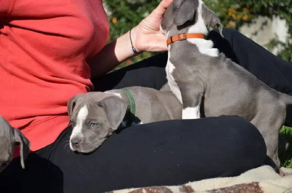 cuccioli di pitbull