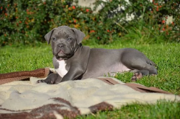 cuccioli di pitbull | Foto 2