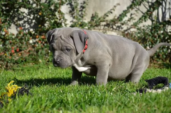 cuccioli di pitbull | Foto 0