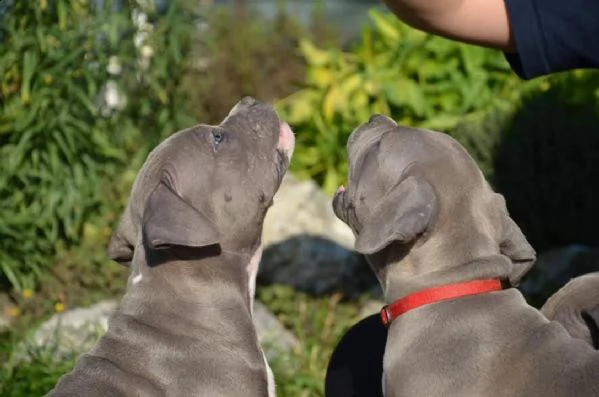 cuccioli di pitbull registrati dal veterinario ukc | Foto 1