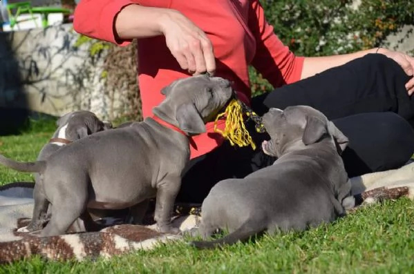 cuccioli di pitbull registrati dal veterinario ukc | Foto 0