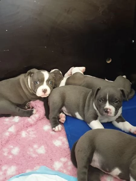 cuccioli di pitbull alta genealogia | Foto 0