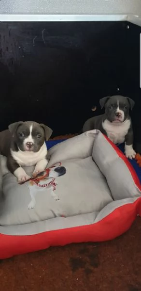 adorabili cuccioli di pitbull | Foto 1