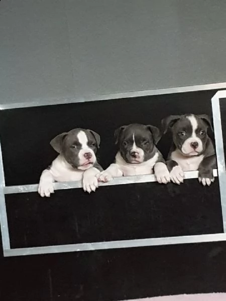 adorabili cuccioli di pitbull | Foto 1