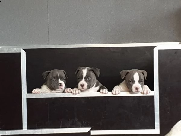 adorabili cuccioli di pitbull