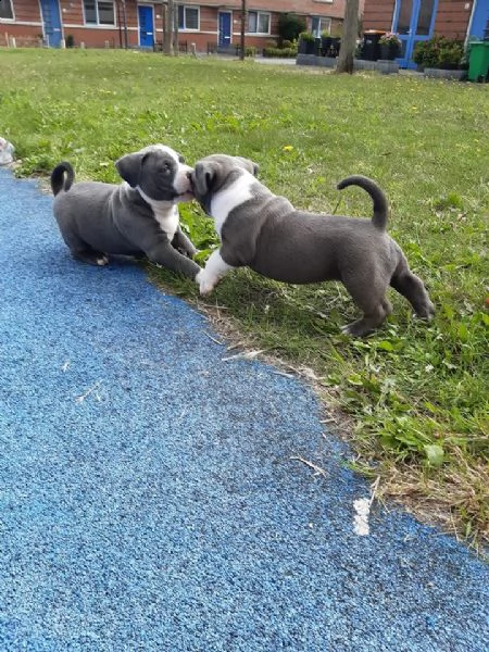 cuccioli di american terrier