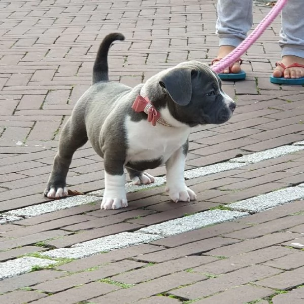 cuccioli di american terrier | Foto 2