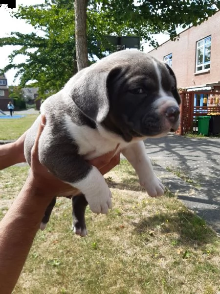 cuccioli di american terrier | Foto 0