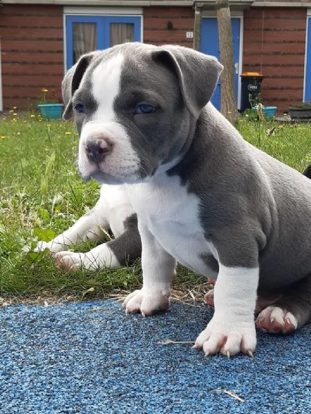 kylo pitbull