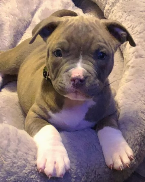 xl pitbull di due mesi vaccinato | Foto 2