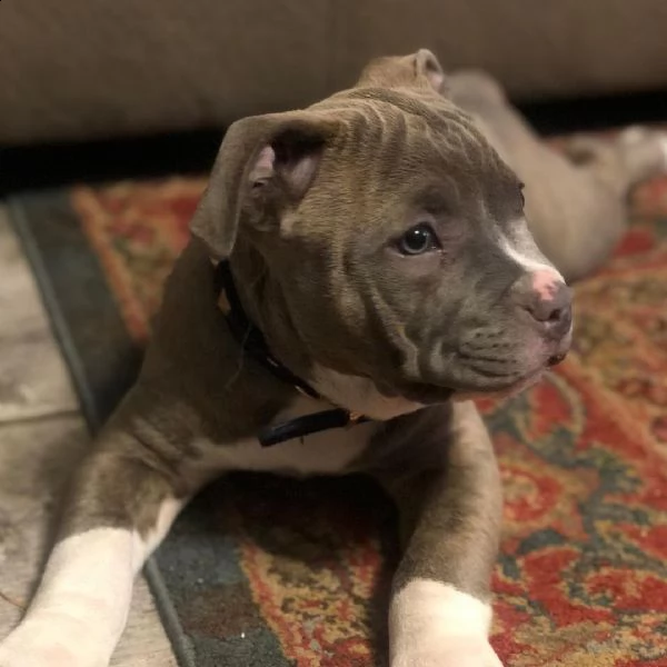 xl pitbull di due mesi vaccinato | Foto 1