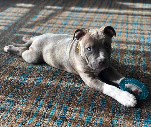 xl pitbull di due mesi vaccinato | Foto 0