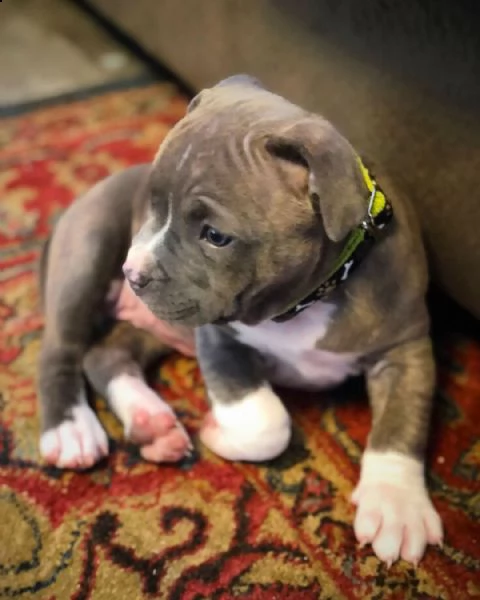 xl pitbull di due mesi vaccinato