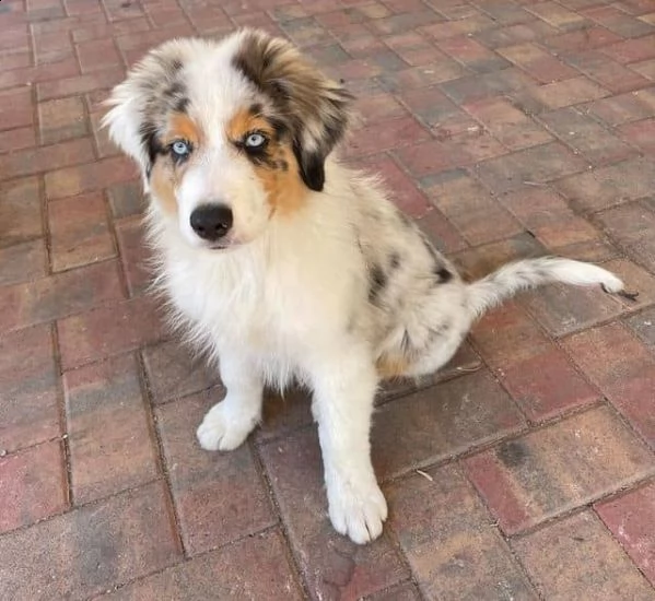 regalo adorabili cuccioli pastore australiano femminucce e maschietti