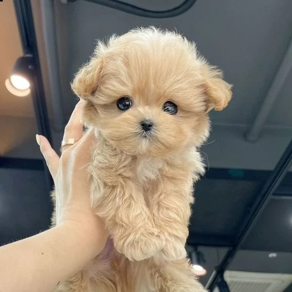 maltipoo 