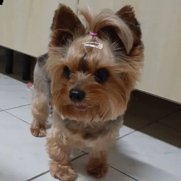 regalo yorkshire cuccioli meravigliosi  