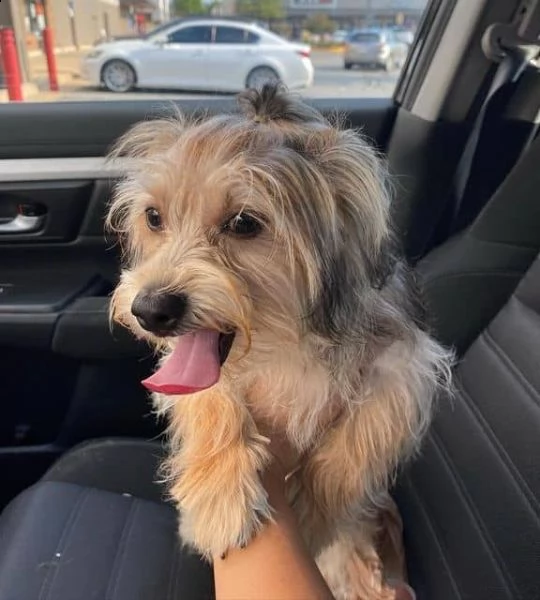 regalo yorkipoo cuccioli meravigliosi  