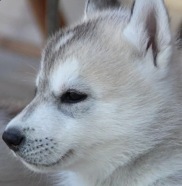 cuccioli di siberian husky 3mesi | Foto 6