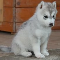 cuccioli di siberian husky 3mesi