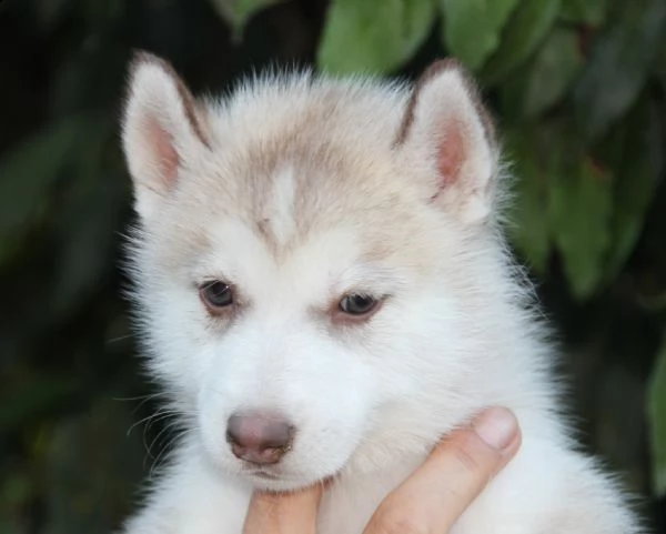 cuccioli di siberian husky 3mesi | Foto 5